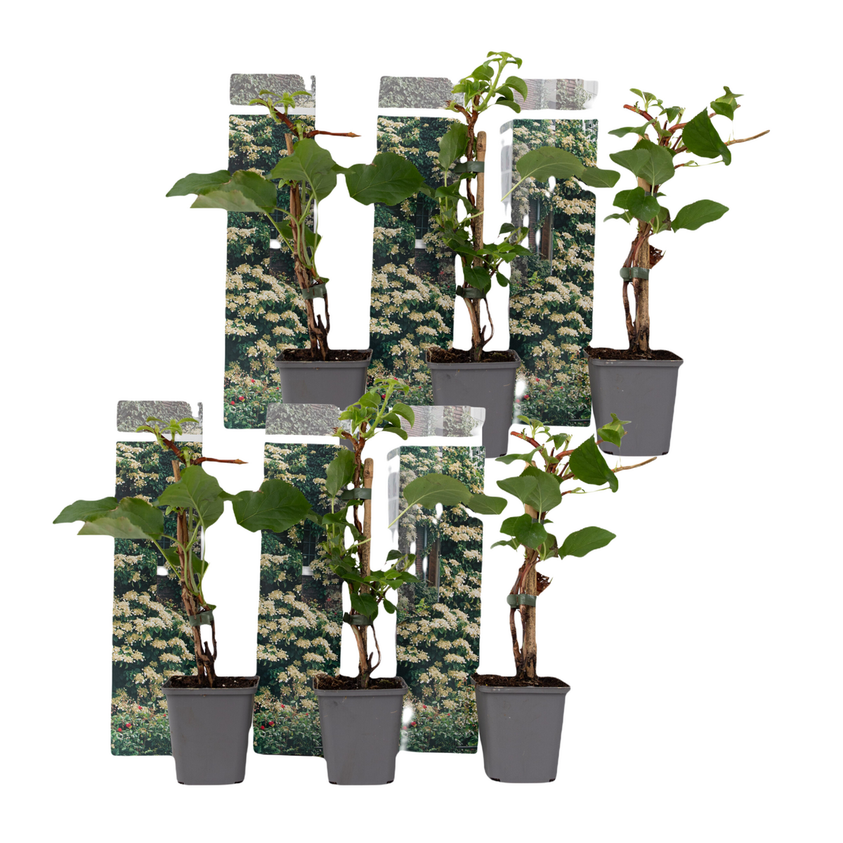 PLANT IN A BOX Hortensia grimpant - Set de 6 - Hydrangea anomale petiolaris - H25-40cm - ⌀9cm