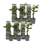 PLANT IN A BOX Hortensia grimpant - Set de 6 - Hydrangea anomale petiolaris - H25-40cm - ⌀9cm
