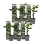 Voir la diapositive 1 : PLANT IN A BOX Hortensia grimpant - Set de 6 - Hydrangea anomale petiolaris - H25-40cm - ⌀9cm