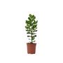 Voir la diapositive 1 : PLANT IN A BOX Pommier baumier - Clusia rosea 'Princess' - Hauteur 50-60cm - ⌀17cm
