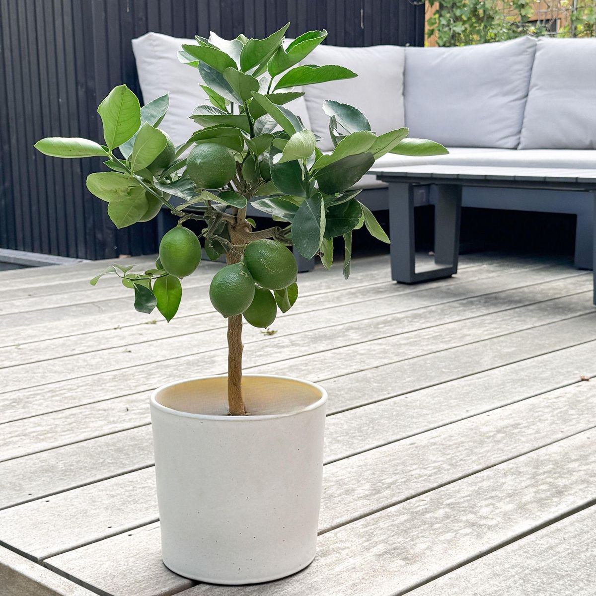 PLANT IN A BOX Citronnier - Citrus limon - Hauteur 60-70cm - ⌀19cm