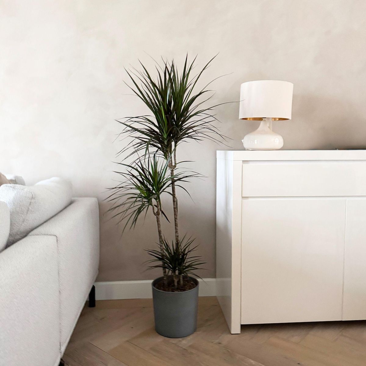 PLANT IN A BOX Dragonnier - Dracaena marginata - Hauteur 110-130cm - ⌀24cm