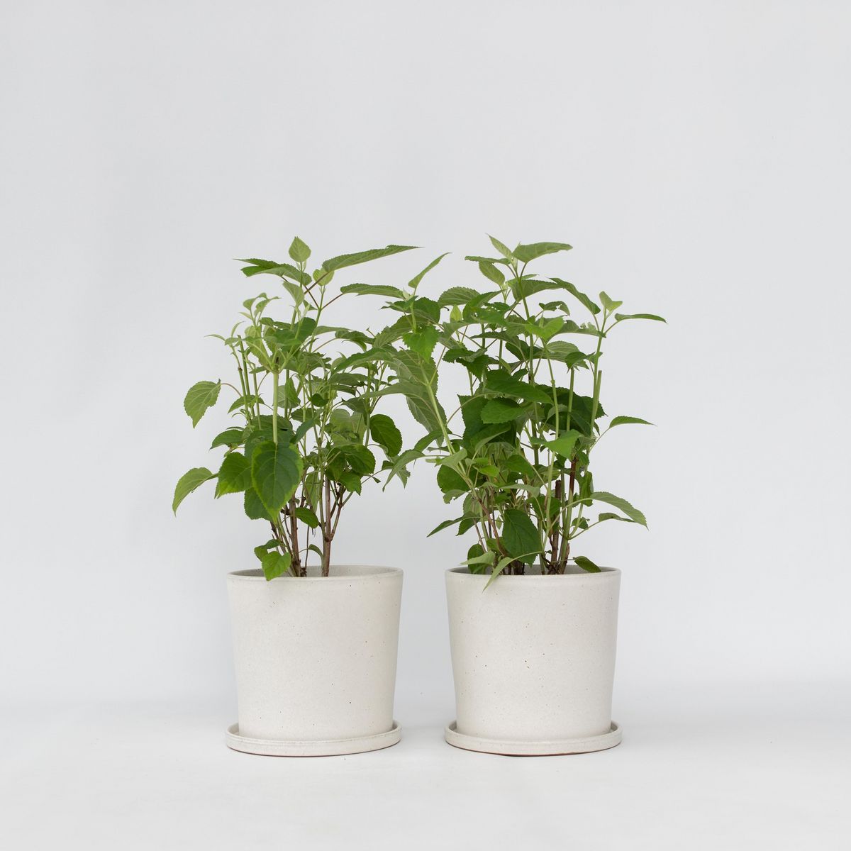 PLANT IN A BOX Hortensia - Set de 2 - Hydrangea 'Strong Annabelle' - Hauteur 30-40cm - ⌀19cm