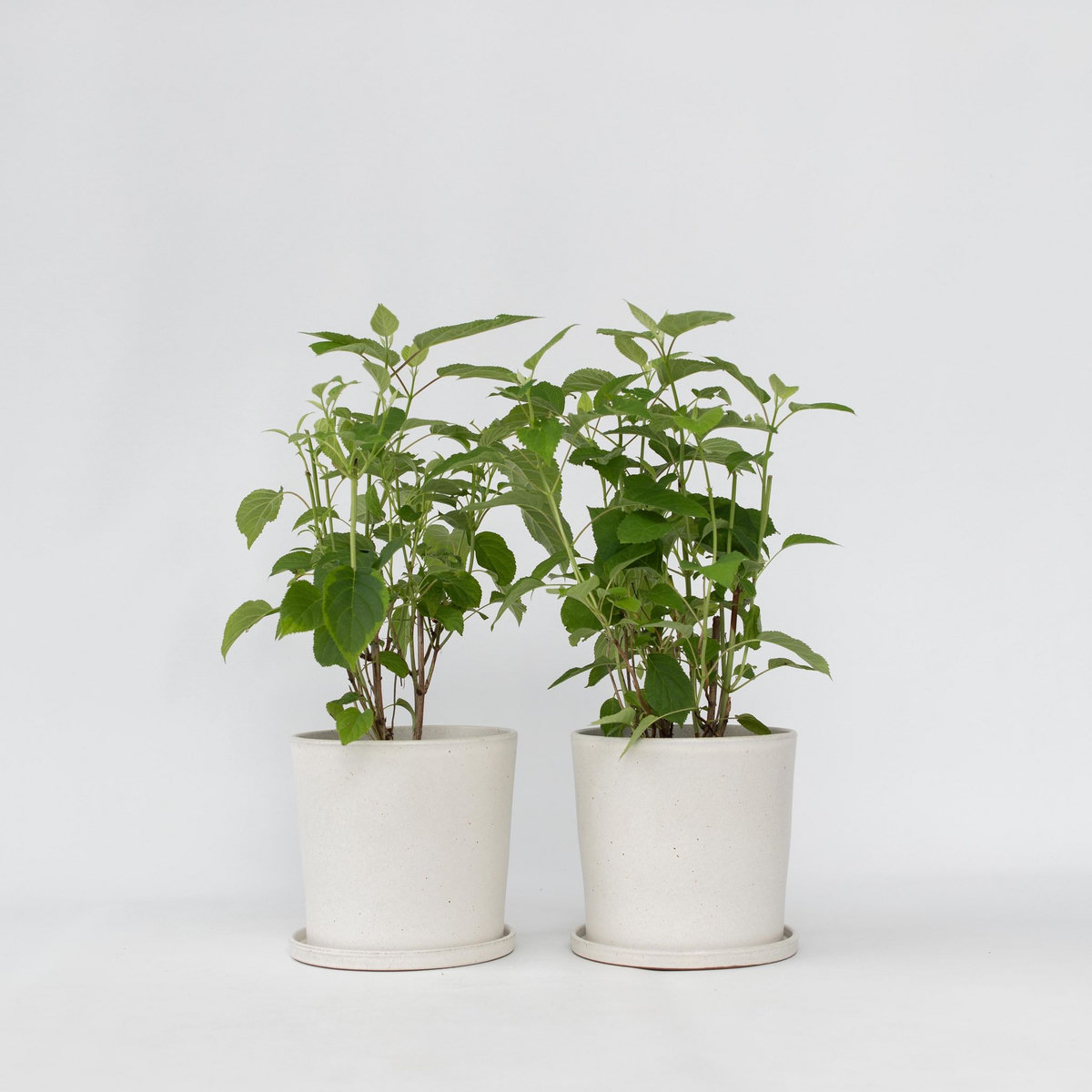 PLANT IN A BOX Hortensia - Set de 2 - Hydrangea 'Strong Annabelle' - Hauteur 30-40cm - ⌀19cm