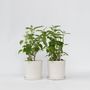 Voir la diapositive 6 : PLANT IN A BOX Hortensia - Set de 2 - Hydrangea 'Strong Annabelle' - Hauteur 30-40cm - ⌀19cm
