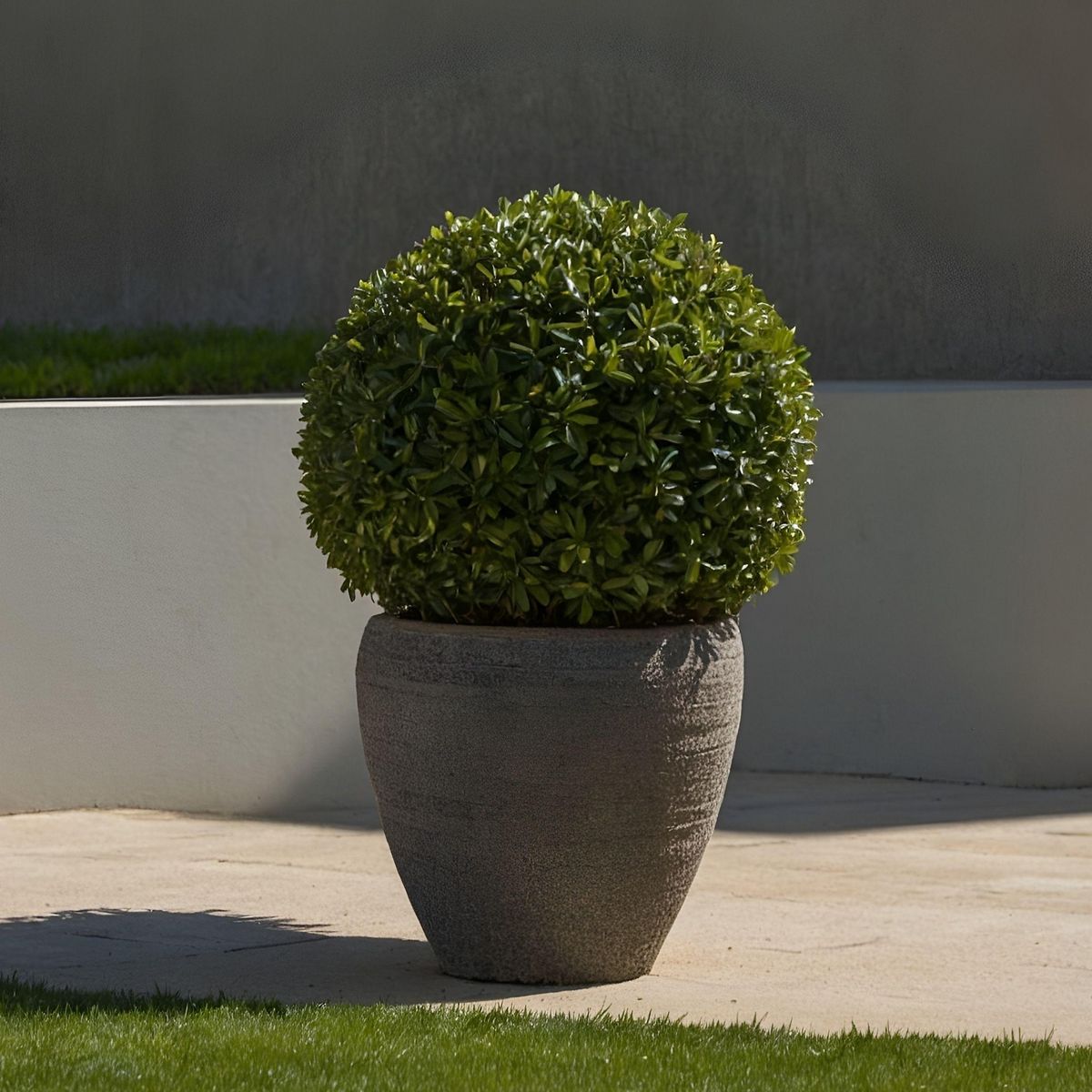 PLANT IN A BOX Houx crenelé - Ilex crenata 'Jenny' - Hauteur 30-40cm - ⌀17cm