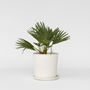Voir la diapositive 6 : PLANT IN A BOX Palmier nain - Chamaerops 'Vulcano' - Hauteur 35-45cm - ⌀19cm