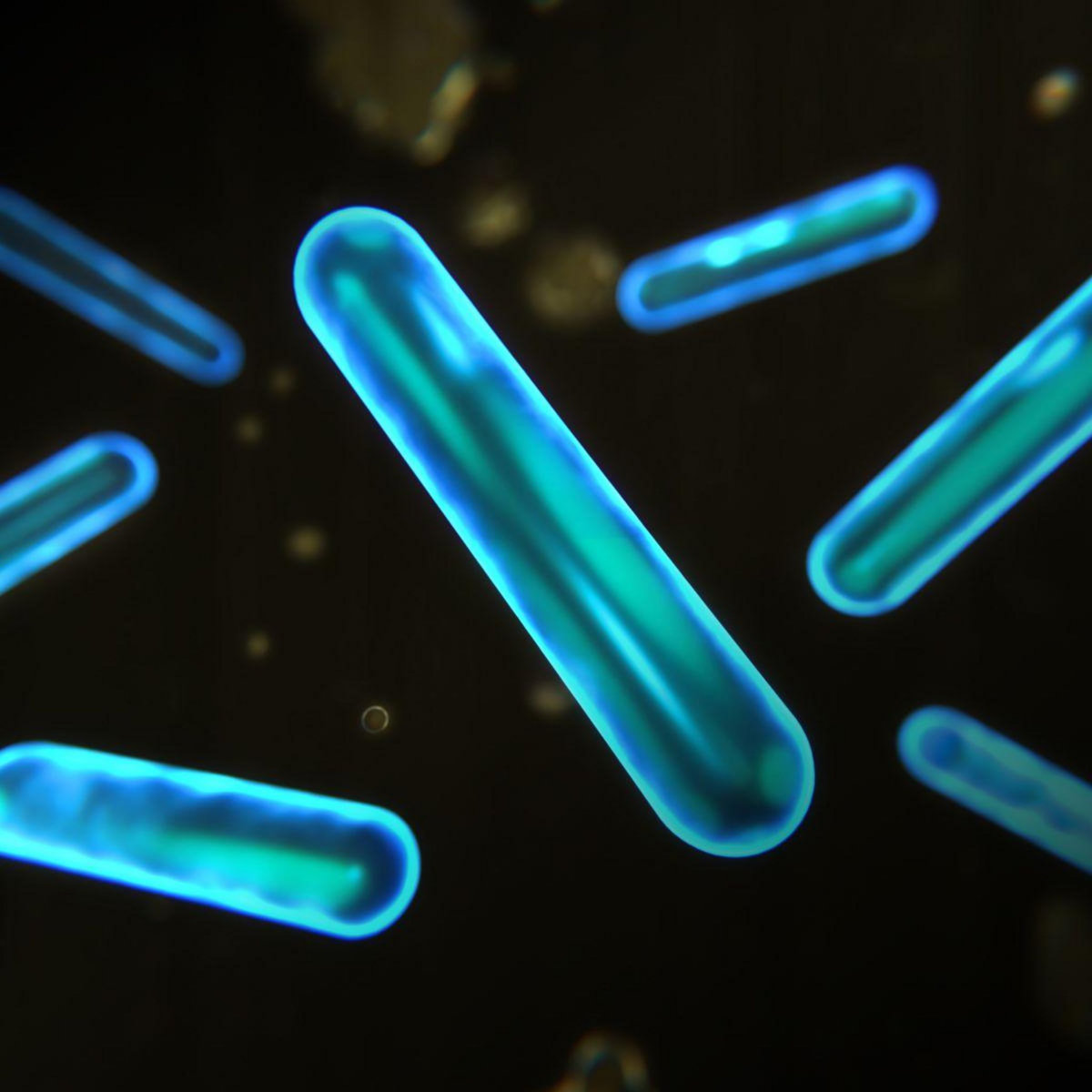 Dyson Détergent de nettoyage pour sol dur 02 probiotic