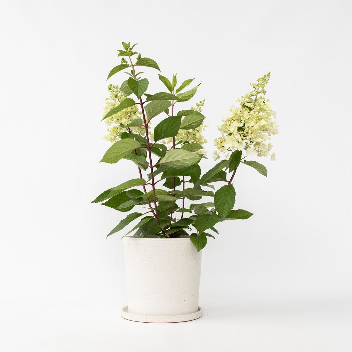 PLANT IN A BOX Hortensia - Hydrangea paniculata 'Candlelight' - Hauteur 25-40cm - ⌀19cm