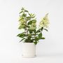 Voir la diapositive 5 : PLANT IN A BOX Hortensia - Hydrangea paniculata 'Candlelight' - Hauteur 25-40cm - ⌀19cm