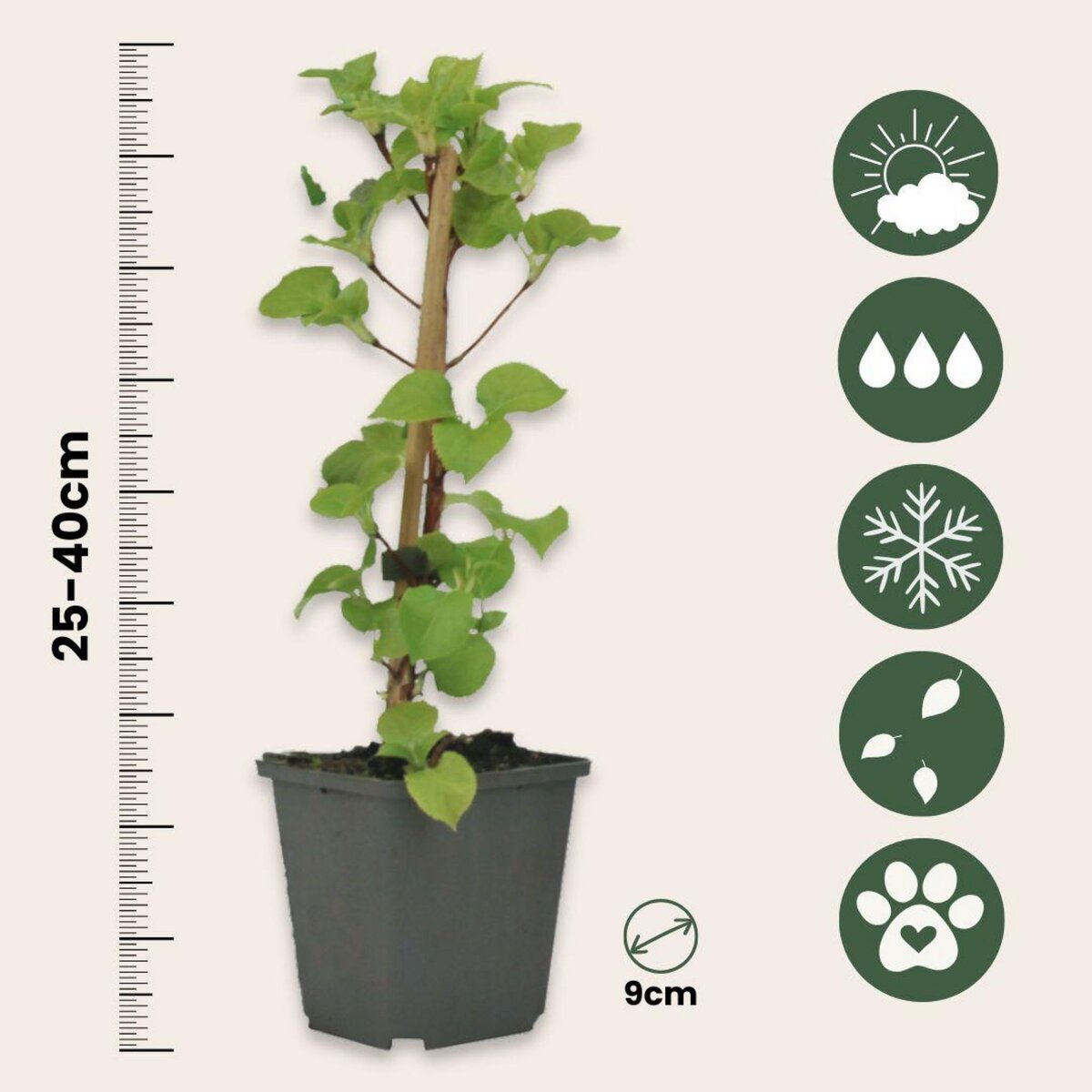 PLANT IN A BOX Hortensia grimpant - Set de 6 - Hydrangea anomale petiolaris - H25-40cm - ⌀9cm