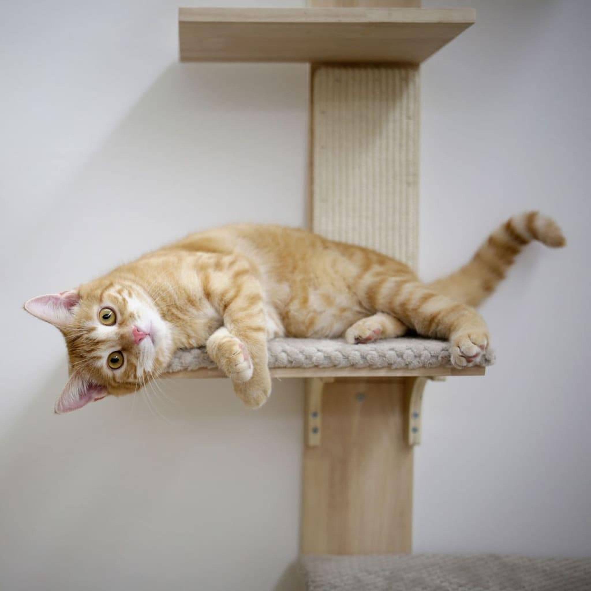 Voir la diapositive 4 : KERBL Kerbl Arbre a chat Timber Wall 150 cm Naturel et taupe