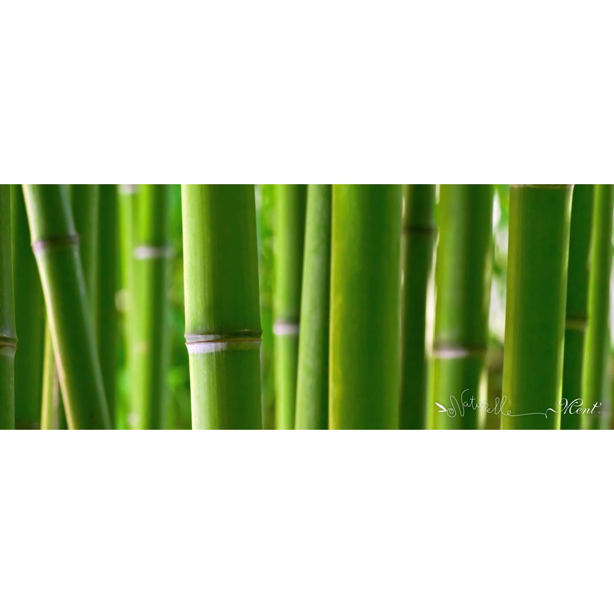 Plexi Bambou 40 x 100 cm