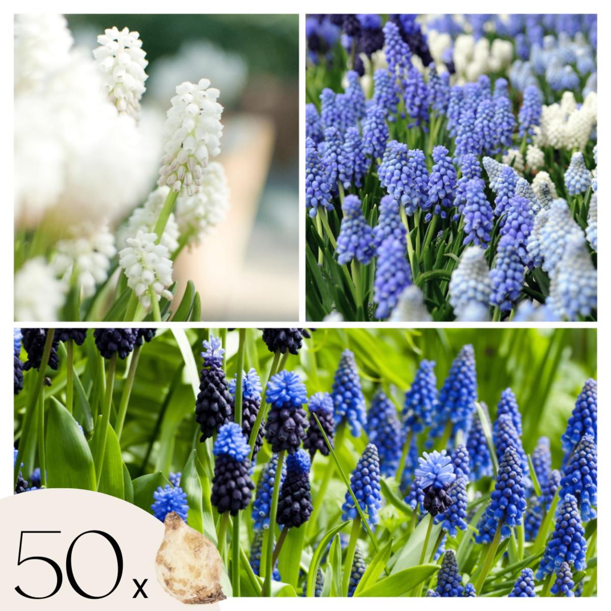 PLANT IN A BOX Perce-neige - Set de 50 - Muscari 'Magic Mix' - Bulbes à fleurs