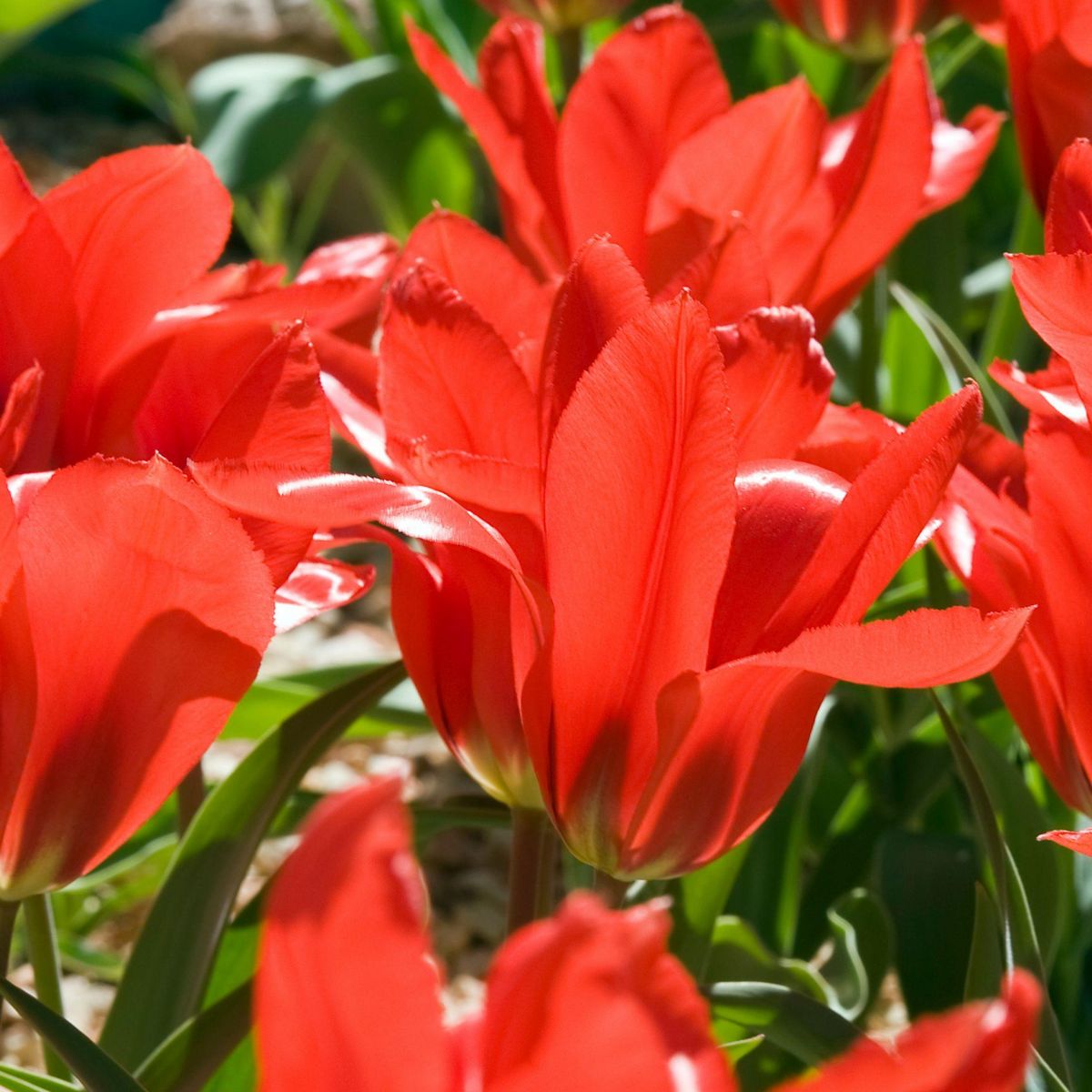 PLANT IN A BOX Mélange de bulbes des Pays-Bas - Set de 125