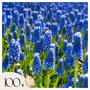 Voir la diapositive 1 : PLANT IN A BOX Muscari d'Arménie - Set de 100 - Muscari armeniacum - Bulbes à fleurs - Bleu