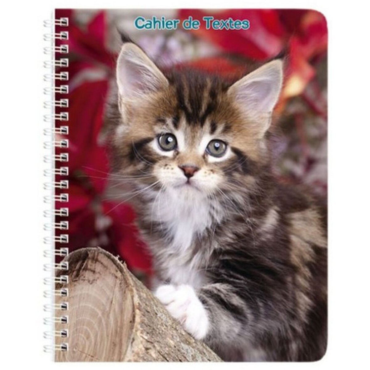 Cahier de texte à spirale fille 17x22cm 148 pages Animaux domestiques Chat  roux pas cher 