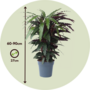 Voir la diapositive 2 : PLANT IN A BOX Calathée - Calathea 'Wavestar' - Hauteur 90cm - ⌀27cm