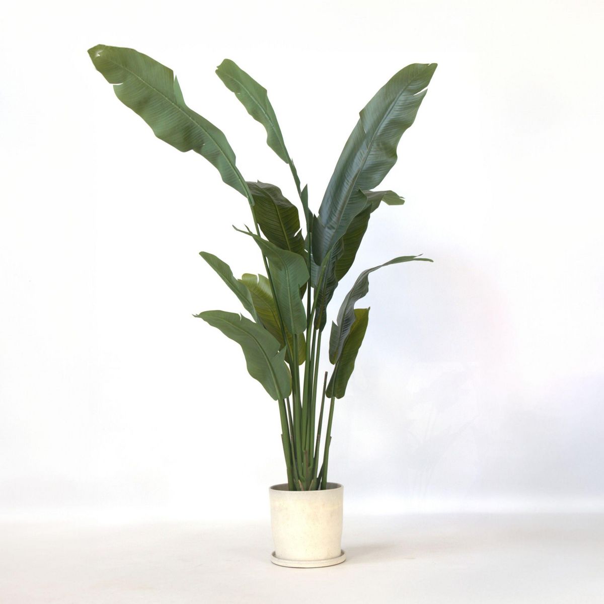 PLANT IN A BOX Strelitzia artificiel - Hauteur 160cm
