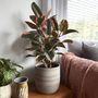 Voir la diapositive 4 : PLANT IN A BOX Caoutchouc - Ficus Elastica 'Belize' - Hauteur 75-100cm - ⌀24cm