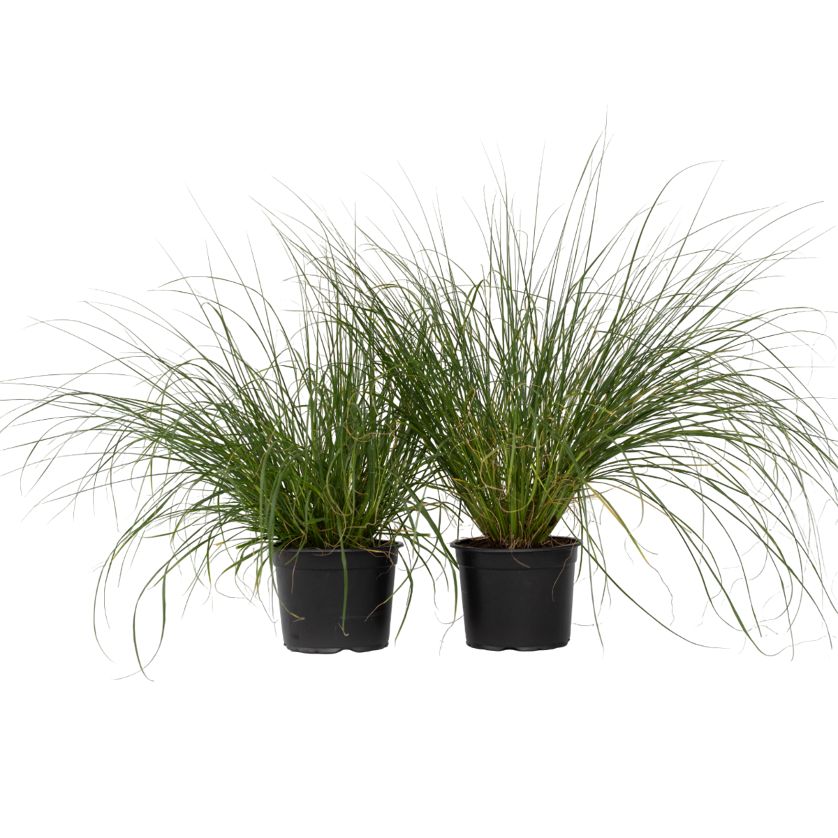 PLANT IN A BOX Pennisétum - Set de 2 - Pennisetum alopecuroides 'Hameln' - H20-30cm - ⌀23cm