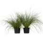 Voir la diapositive 1 : PLANT IN A BOX Pennisétum - Set de 2 - Pennisetum alopecuroides 'Hameln' - H20-30cm - ⌀23cm