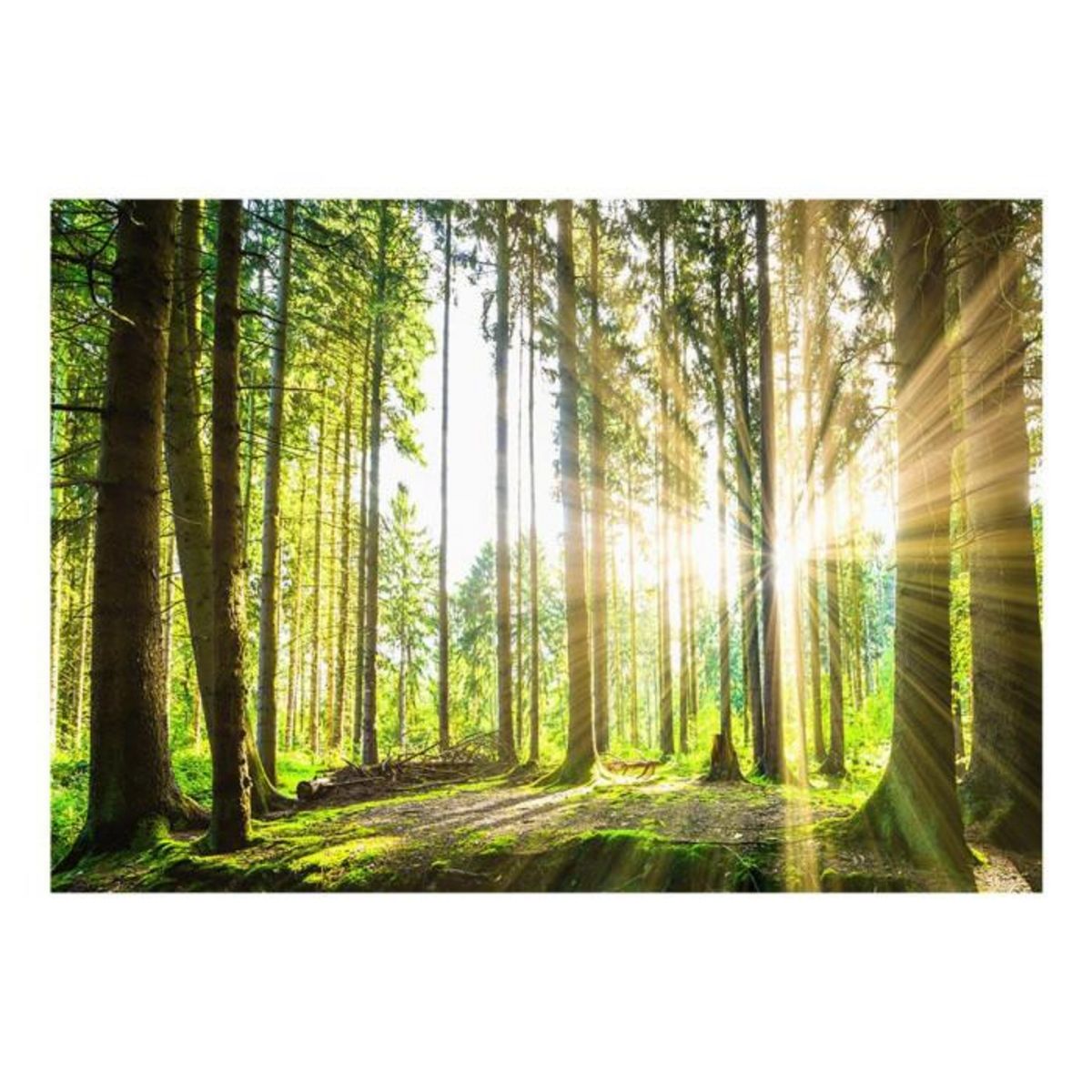 Paris Prix Papier Peint  Forest Tales