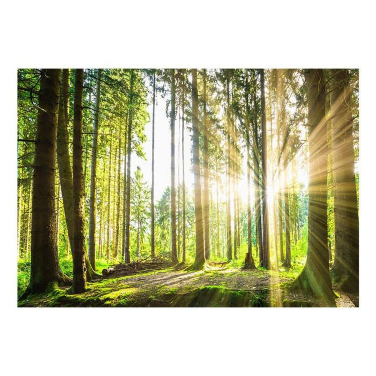 Paris Prix Papier Peint  Forest Tales