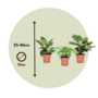 Voir la diapositive 2 : PLANT IN A BOX Mélange de plantes d'intérieur - Set de 3 - Hauteur 25-40cm - ⌀12cm