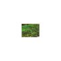 Voir la diapositive 2 : GARDENSTAR Filet protection anti-oiseaux vert - 2 x 5m