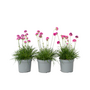 Voir la diapositive 1 : PLANT IN A BOX Oeillet des sables - Set de 3 - Armeria maritima 'Deep Rose' - H20-30cm - ⌀12cm