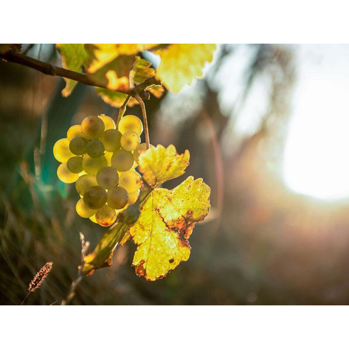 Smartbox Coffret de 2 bouteilles : vin rouge et champagne livrés à domicile - Coffret Cadeau Gastronomie