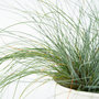 Voir la diapositive 3 : PLANT IN A BOX Fétuque - Set de 6 - Festuca glauca 'Elijah Blue' - Hauteur 10-15cm - ⌀9cm