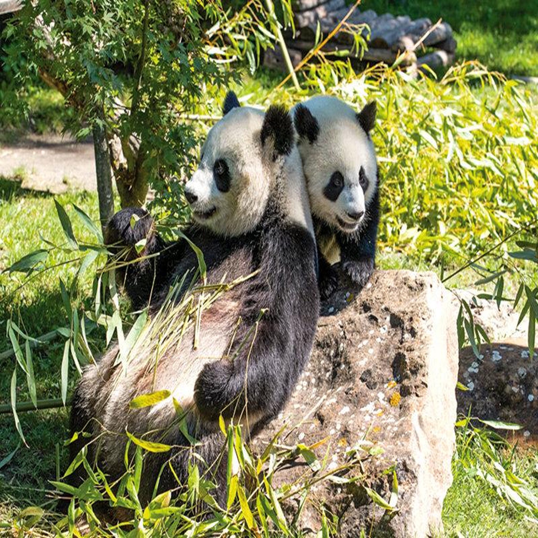 Voir la diapositive 5 : Smartbox Zooparc de beauval : 2 entrées adulte (2 journées) 2026 et 1 nuit en hôtel à proximité - coffret cadeau multi-thèmes
