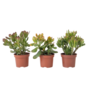 Voir la diapositive 1 : PLANT IN A BOX Arbre de jade - Lot 3 - Crassula Minor,Hobbit,Sunset - Hauteur 10-25cm - ø12cm
