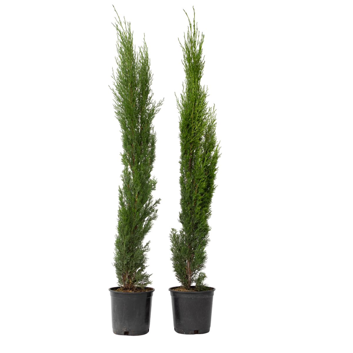 PLANT IN A BOX Cyprès toujours vert - Set de 2 - Cupressus sempervirens - H70-80cm - ⌀19cm