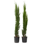 Voir la diapositive 1 : PLANT IN A BOX Cyprès toujours vert - Set de 2 - Cupressus sempervirens - H70-80cm - ⌀19cm