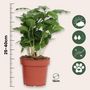 Voir la diapositive 2 : PLANT IN A BOX Caféier - Set de 4 - Coffea arabica - Hauteur 25-40cm - ⌀12cm