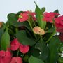 Voir la diapositive 3 : PLANT IN A BOX Euphorbe de Madagascar - Euphorbia 'Milii' - Hauteur 25-35cm - ⌀13cm