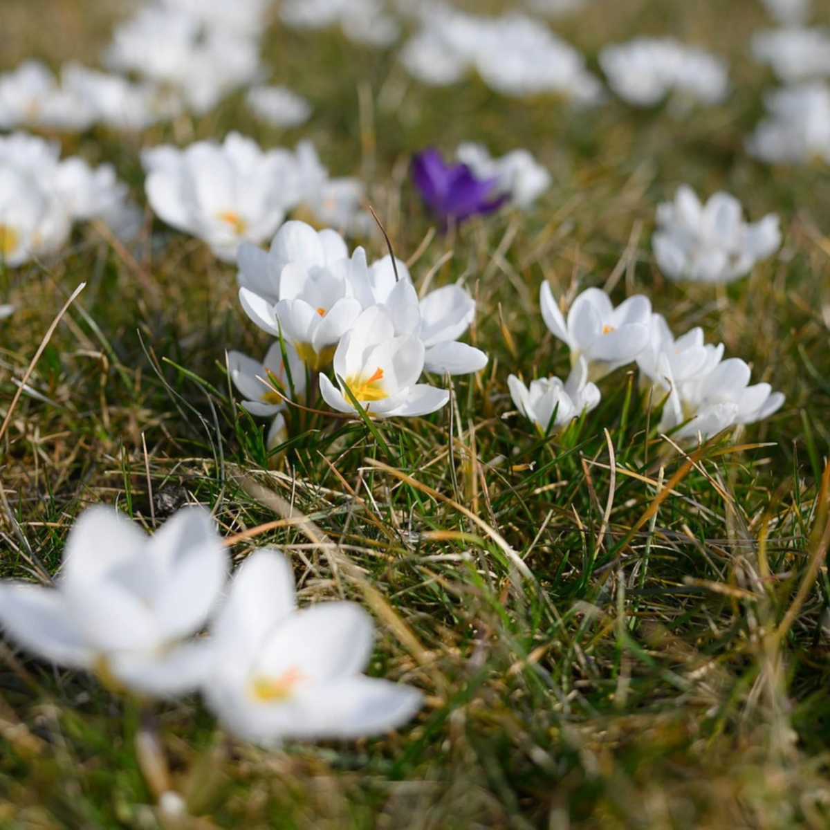 PLANT IN A BOX Fleur printanière - Set de 30 - Crocus 'White' - Bulbes à fleurs - Blanc