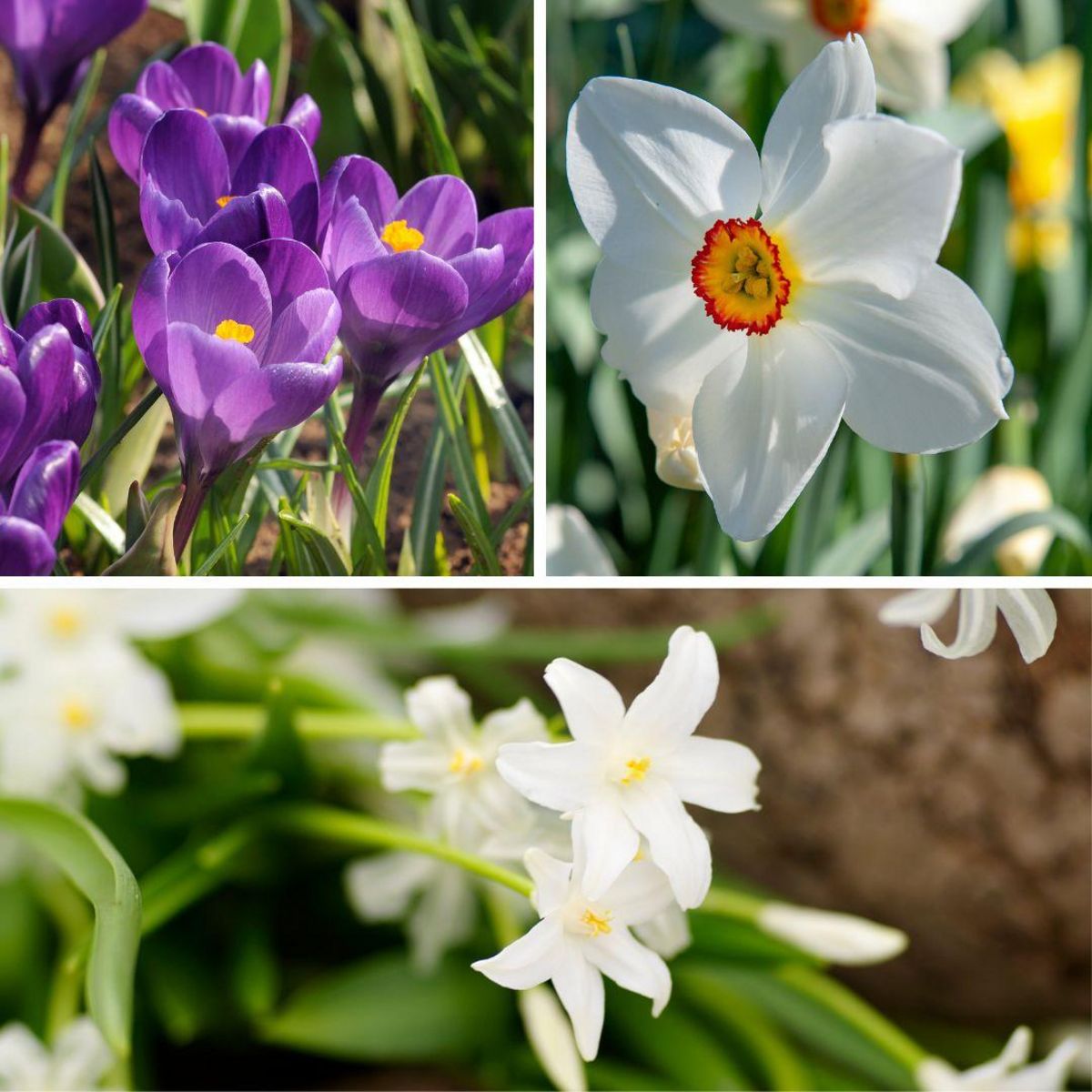 PLANT IN A BOX Coffret Jardin Ombragé - 50 bulbes pour ombre & mi-ombre