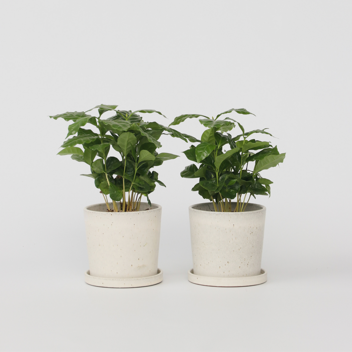 PLANT IN A BOX Caféier - Set de 2 - Coffea arabica - Hauteur 25-40cm - ⌀12cm