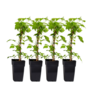 Voir la diapositive 1 : PLANT IN A BOX Framboisier - Set de 4 - Rubus idaeus 'Malling Promise' - H50-60cm - ⌀15cm