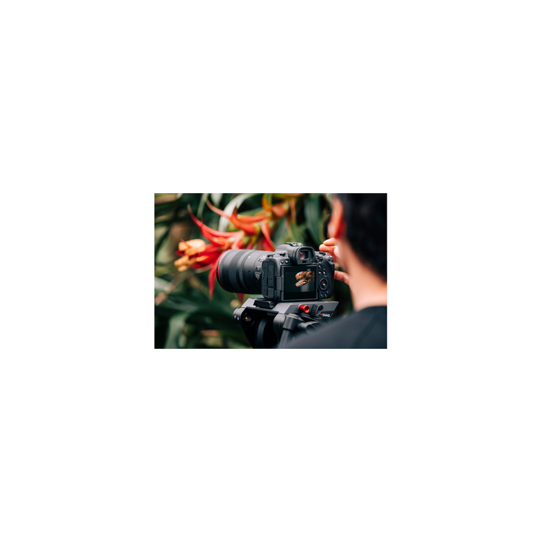 Voir la diapositive 5 : Canon Objectif à Focale fixe Canon RF 100mm f 2,8 L Macro IS USM