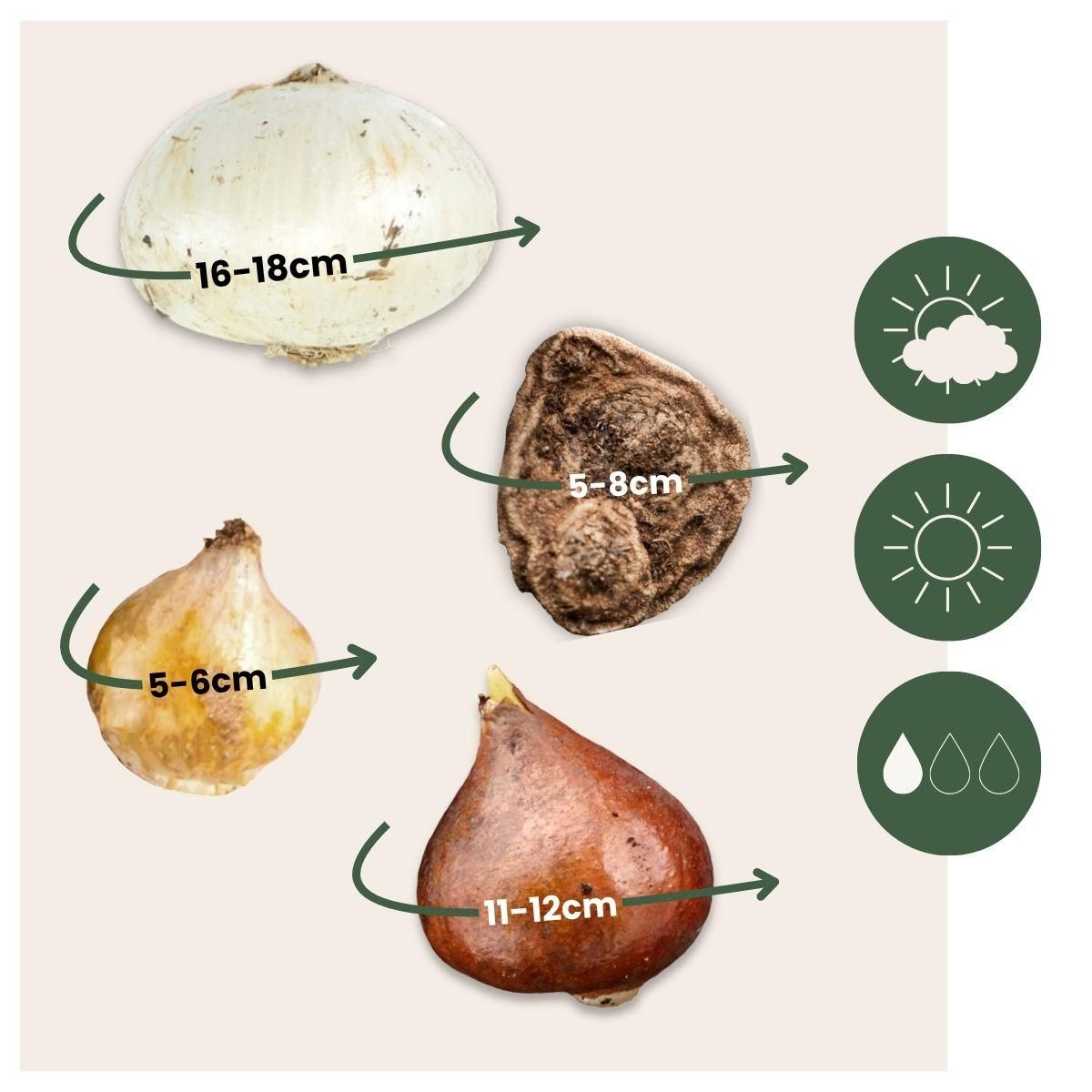 PLANT IN A BOX Mélange de bulbes pour abeilles et papil - Set de 120 - Bulbes à fleurs