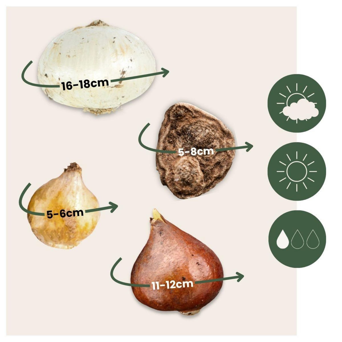 PLANT IN A BOX Mélange de bulbes pour abeilles et papil - Set de 120 - Bulbes à fleurs