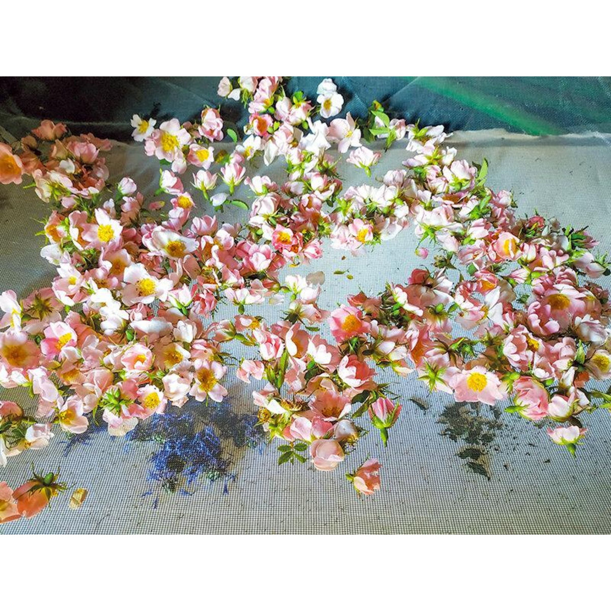 Smartbox Atelier sur les plantes sauvages et produits naturels avec brunch en Isère - Coffret Cadeau Sport & Aventure