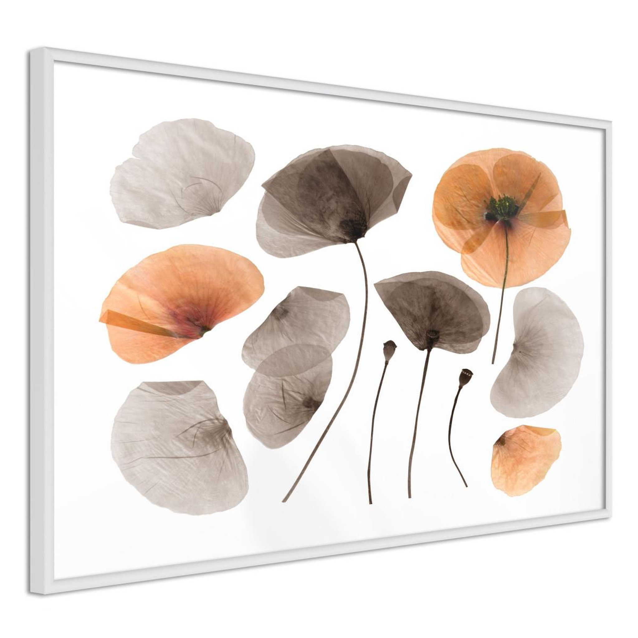 Paris Prix Affiche murale encadrée  dried poppies