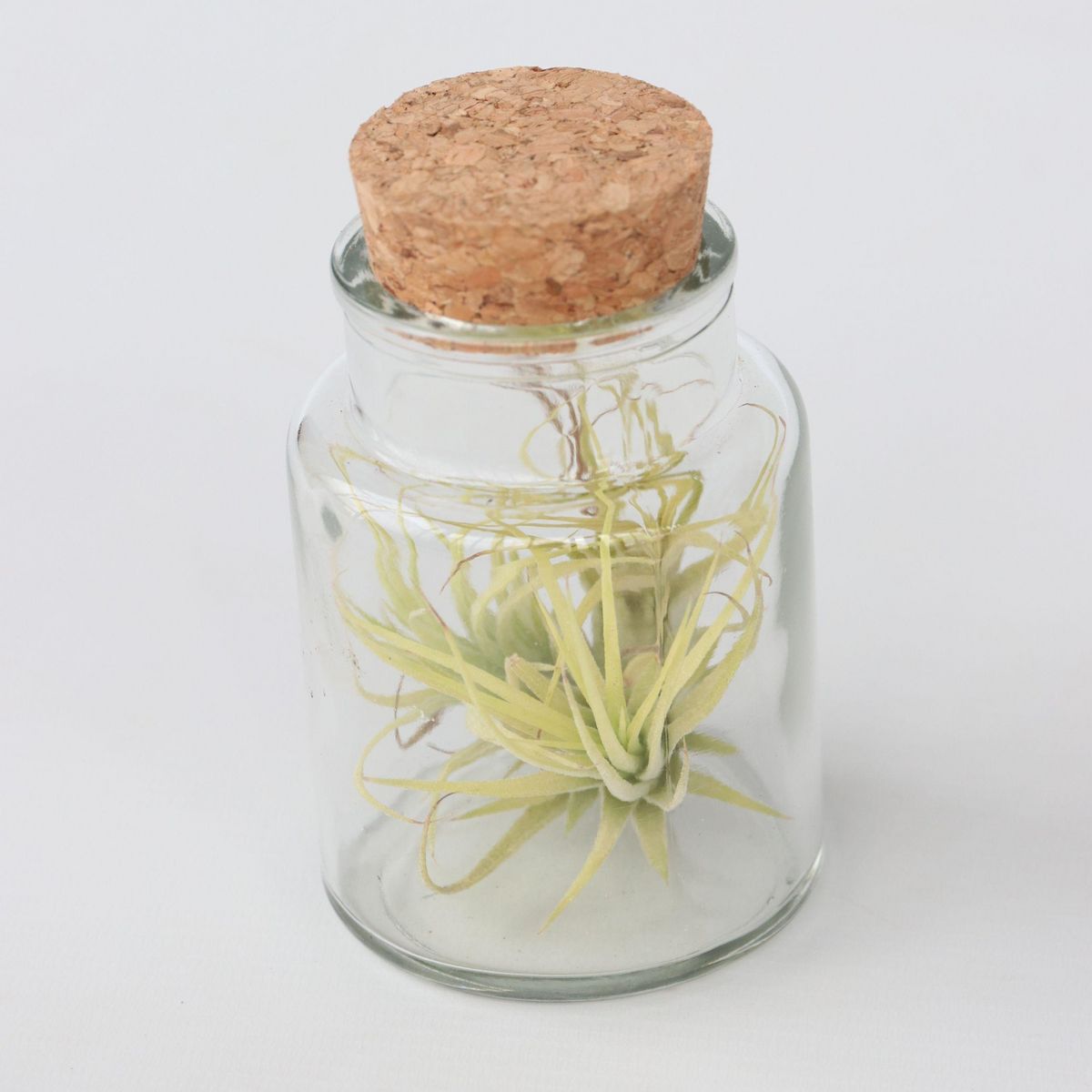 PLANT IN A BOX Plante aérienne - Set de 3 - Tillandsia - Hauteur 5-15cm - ⌀5cm