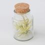 Voir la diapositive 3 : PLANT IN A BOX Plante aérienne - Set de 3 - Tillandsia - Hauteur 5-15cm - ⌀5cm